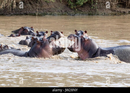 Common Hippopotamus (Hippopotamus amphibius) fighting, with mouth wide open facing each other, as if laughing Stock Photo