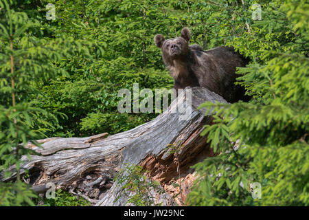 Brown bear (Ursus arctos) standing on old tree trunk in spruce forest, Malá Fatra, Little Fatra, Slovakia Stock Photo