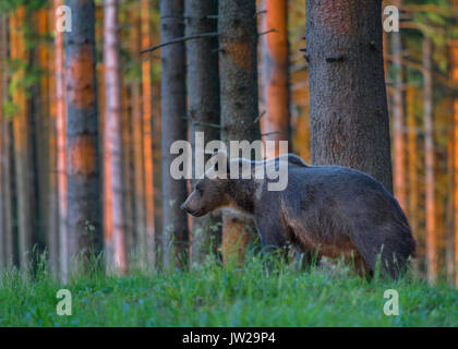 Brown bear (Ursus arctos), running through grass in spruce high forest, evening light, Malá Fatra, Little Fatra, Slovakia Stock Photo