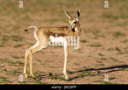 Springbok (Antidorcas marsupialis), newborn lamb, Kalahari Desert, Kgalagadi Transfrontier Park, South Africa Stock Photo