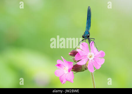 Beautiful demoiselle (Calopteryx virgo), male on Meadow Cranesbill (Geranium pratense), Hesse, Germany Stock Photo