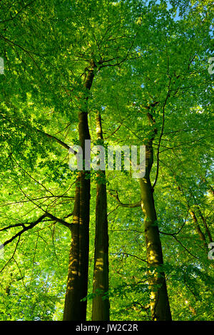 Untouched beech forest, view of the tree tops, Zwiesel, Müritz National Park, subregion Serrahn, UNESCO World Natural Heritage, Stock Photo