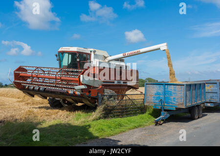 Harvesting barley at Stalmine in Lancashire Stock Photo