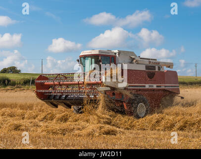 Harvesting barley at Stalmine in Lancashire Stock Photo