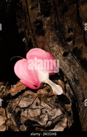 small, pink and delicate flower isolated in tree wood texture background Stock Photo