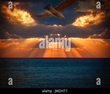 PHOTO ART: Herring Gull in Flight Stock Photo
