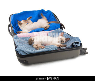 Two cute Siamese kittens lounging in a packed up suitcase, ready to go on a trip; on white background Stock Photo