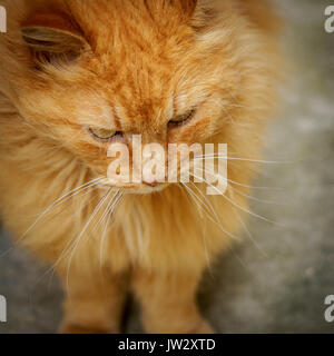 Close up of a red cat with blurry background. Square format. Stock Photo