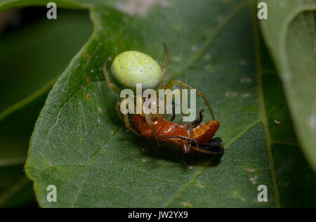 A tiny green spider sitting on plant leaf and sucking a red bug out. Forest near Belogorodka village, Kievskaya oblast, Ukraine Stock Photo