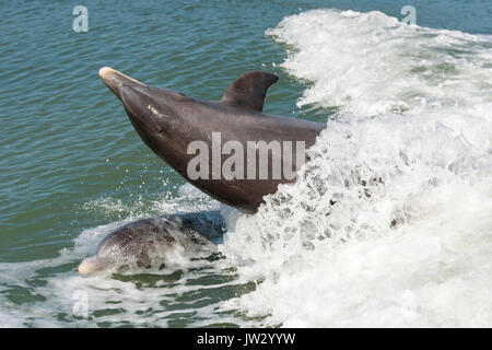 Mother and baby common bottlenose dolphins (Tursiops truncatus) near Marco Island, Florida, USA Stock Photo