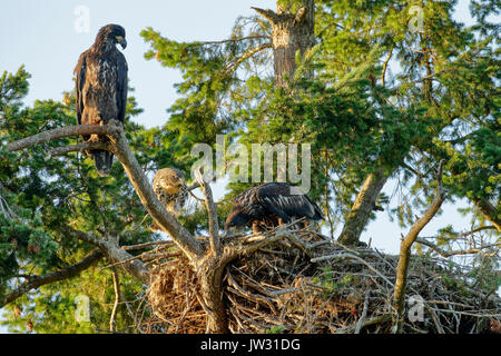 Spunky the Juvenile Red tailed hawk raised in Bald Eagle nest with sibling eaglets-Sidney, British Columbia, Canada. Stock Photo