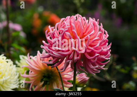 Pink Dahlia flower, close up, Netherlands Stock Photo