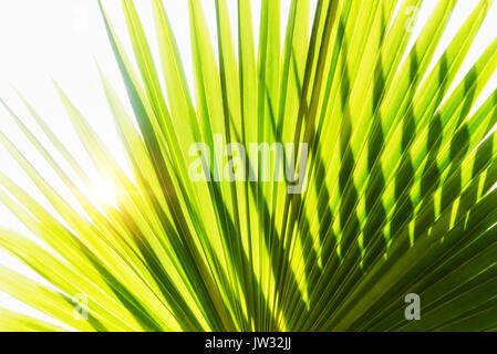 Close-up of palm leaf on white background Stock Photo