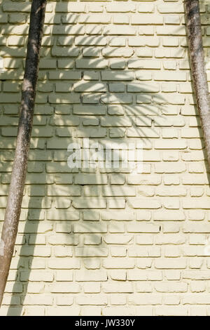 Shadow of palm tree on brick wall Stock Photo