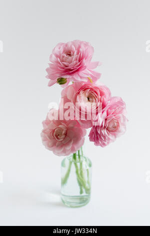 Studio shot of bunch of ranunculus in glass vase on white background Stock Photo