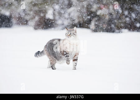 USA, Colorado, Grey cat walking in snow Stock Photo