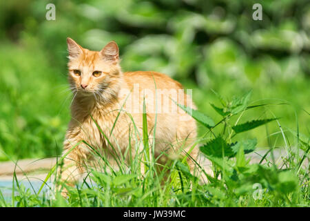Beautiful red cat on the grass, nature, summer Stock Photo
