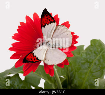 Great Orange Tip Butterfly on a Red Daisy Stock Photo