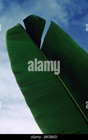 Banana (Musa acuminata) leaf in close-up against the sky Stock Photo