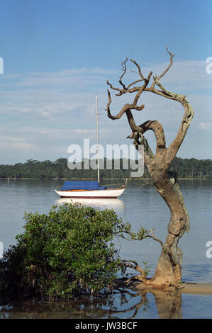 A peaceful mooring for a traditional clinker-built sloop in Tilligerry Creek, Lemon Tree Passage, Port Stephens Shire, New South Wales, Australia: Stock Photo