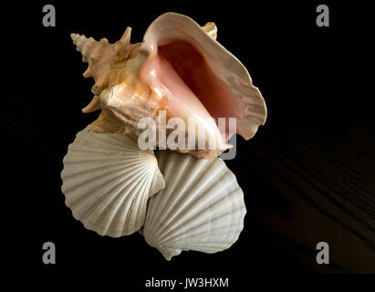 Sea shells including large pink conch and two large white scallop shells on black background Stock Photo