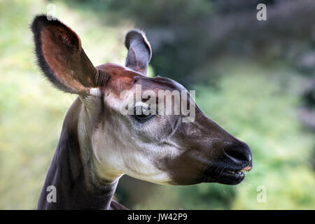 Okapi (head shot) Stock Photo