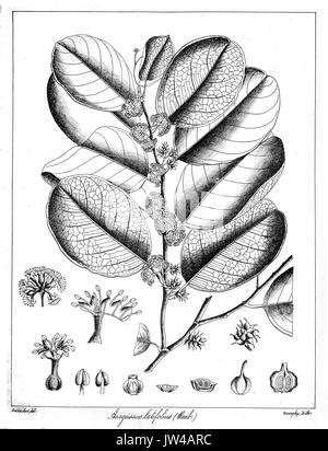 Anogeissus latifolia Govindoo Stock Photo