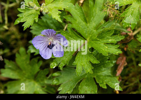 Northern gernanium wildflowers blooming at the McNeil River State Game Sanctuary on the Kenai Peninsula, Alaska. The remote site is accessed only with a special permit and is the world’s largest seasonal population of brown bears in their natural environment. Stock Photo