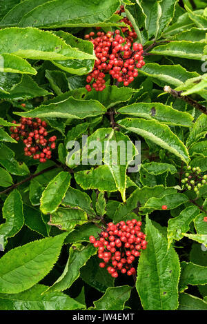 Red Elderberry at the McNeil River State Game Sanctuary on the Kenai Peninsula, Alaska. The remote site is accessed only with a special permit and is the world’s largest seasonal population of brown bears in their natural environment. Stock Photo