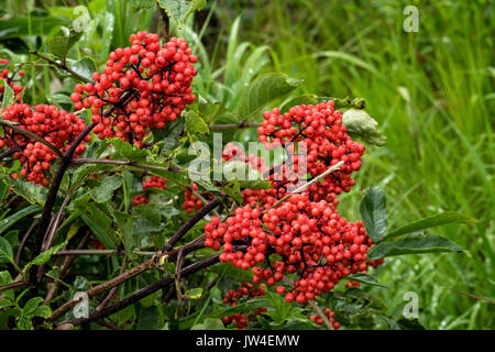 Red Elderberry at the McNeil River State Game Sanctuary on the Kenai Peninsula, Alaska. The remote site is accessed only with a special permit and is the world’s largest seasonal population of brown bears in their natural environment. Stock Photo