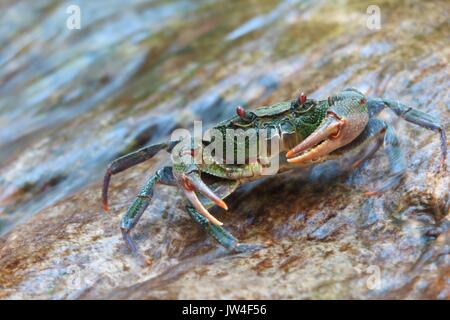Freshwater Crab in stony riverbed Stock Photo
