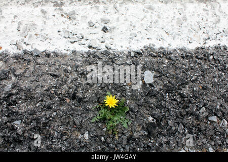 yellow flower growing on crack street Stock Photo