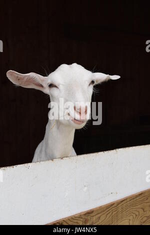 white goat peeking head out of barn on farm Stock Photo