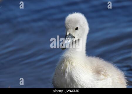 The ugly duckling - A little fluffy gray mute swan Cygnus olor cygnet Stock Photo