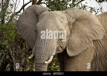 African elephant, Ol Pejeta Conservancy, Kenya Stock Photo