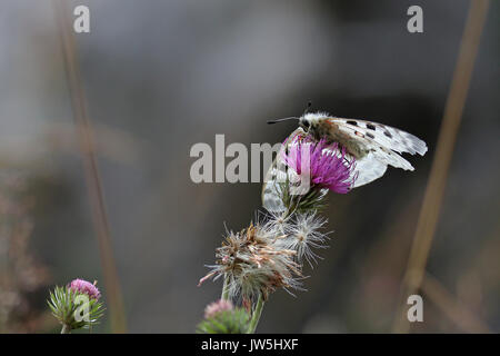 Butterfly, Parnassius apollo, on a purple wild flower against a blurred gray background Stock Photo
