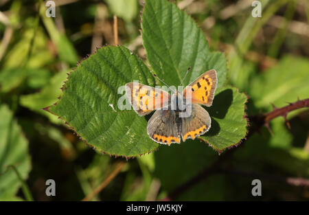 A Small Copper Butterfly (Lycaena phlaeas) perched on a leaf. Stock Photo