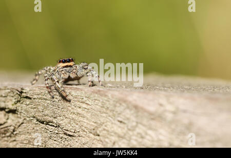 A Jumping Spider (Marpissa muscosa) waiting to pounce on its next meal. Stock Photo