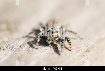 A close up shot of the eyes of a Jumping Spider (Marpissa muscosa) waiting to pounce on its next meal. Stock Photo