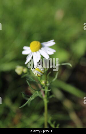 white and yellow mayweed flower Stock Photo