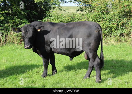 16 month old Aberdeen Angus bull Stock Photo