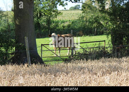 view over wheat field of cow Stock Photo
