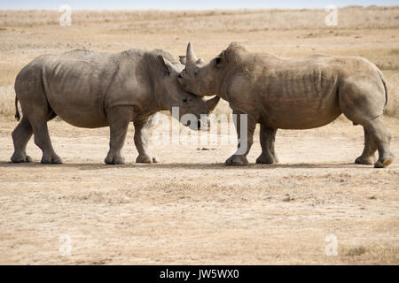 Male white rhinos mock fighting for dominance, Ol Pejeta Conservancy, Kenya Stock Photo