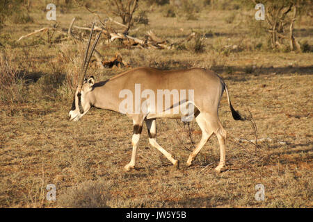 East African oryx (common beisa oryx) walking, Samburu Game Reserve, Kenya Stock Photo