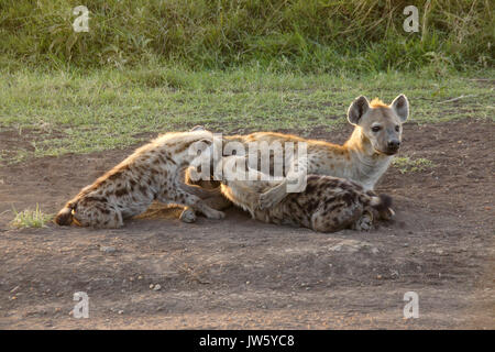 Spotted hyena nursing her cubs, Masai Mara Game Reserve, Kenya Stock Photo