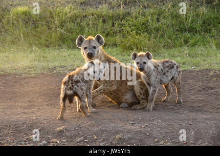 Female spotted hyena with her cubs, Masai Mara Game Reserve, Kenya Stock Photo
