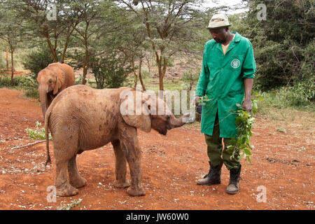 Caretaker feeding leaves to orphaned baby elephant, Sheldrick Wildlife Trust, Nairobi, Kenya Stock Photo