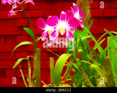 The blurred image of pink orchid phalaenopsis Stock Photo