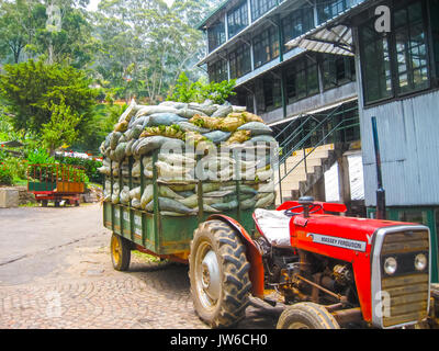 Nuvara Eliya, Sri Lanla - May 03, 2009: The bags with tea leaf crop on Mackwoods Limited PVT factory Stock Photo