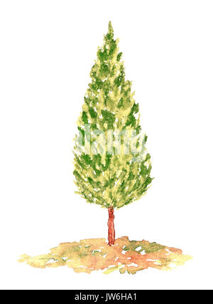 Watercolor Cypress Tree, Hand Drawn and Painted, Isolated on White Stock Photo